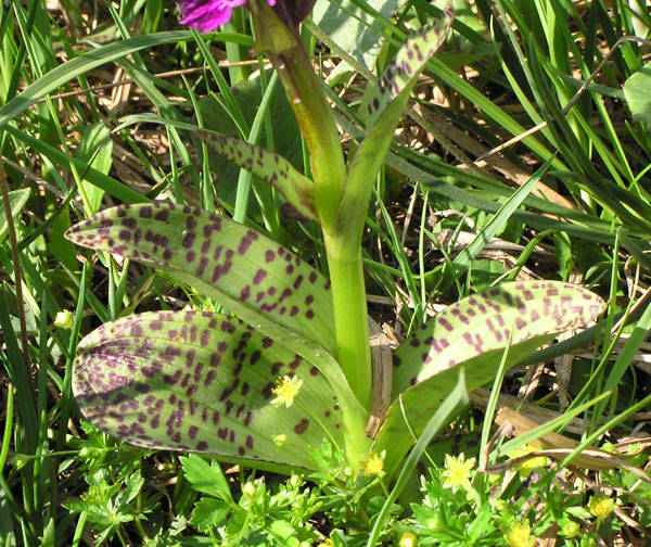 Dactylorhiza majalis subsp. alpestris